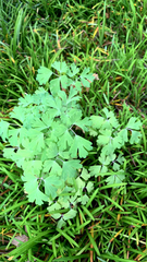 Aquilegia chrysantha