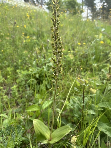 Common Twayblade