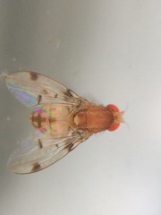 Leucophenga maculosa