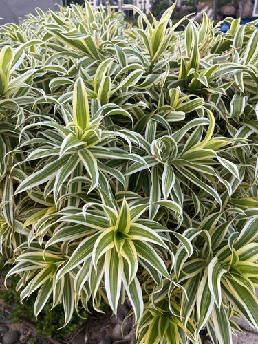 Dracaena reflexa observed 2026-06-14