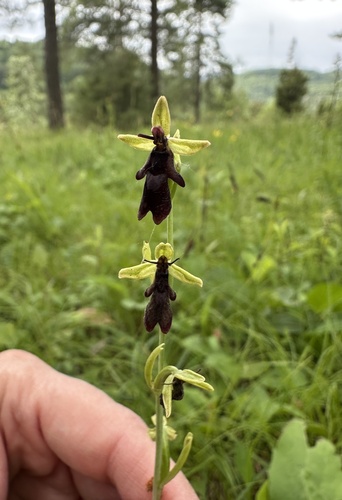 Fly Orchid