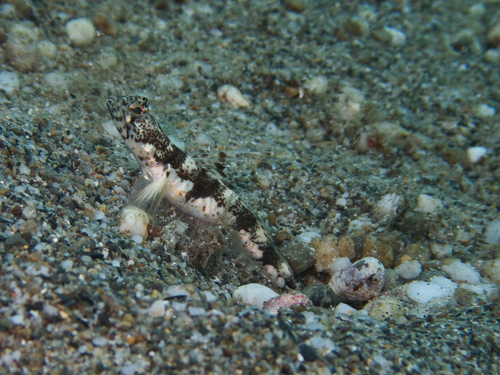 Allen's shrimpgoby (Tomiyamichthys alleni) — Gobiidae — 3