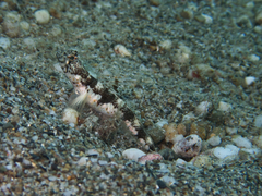 Tomiyamichthys alleni