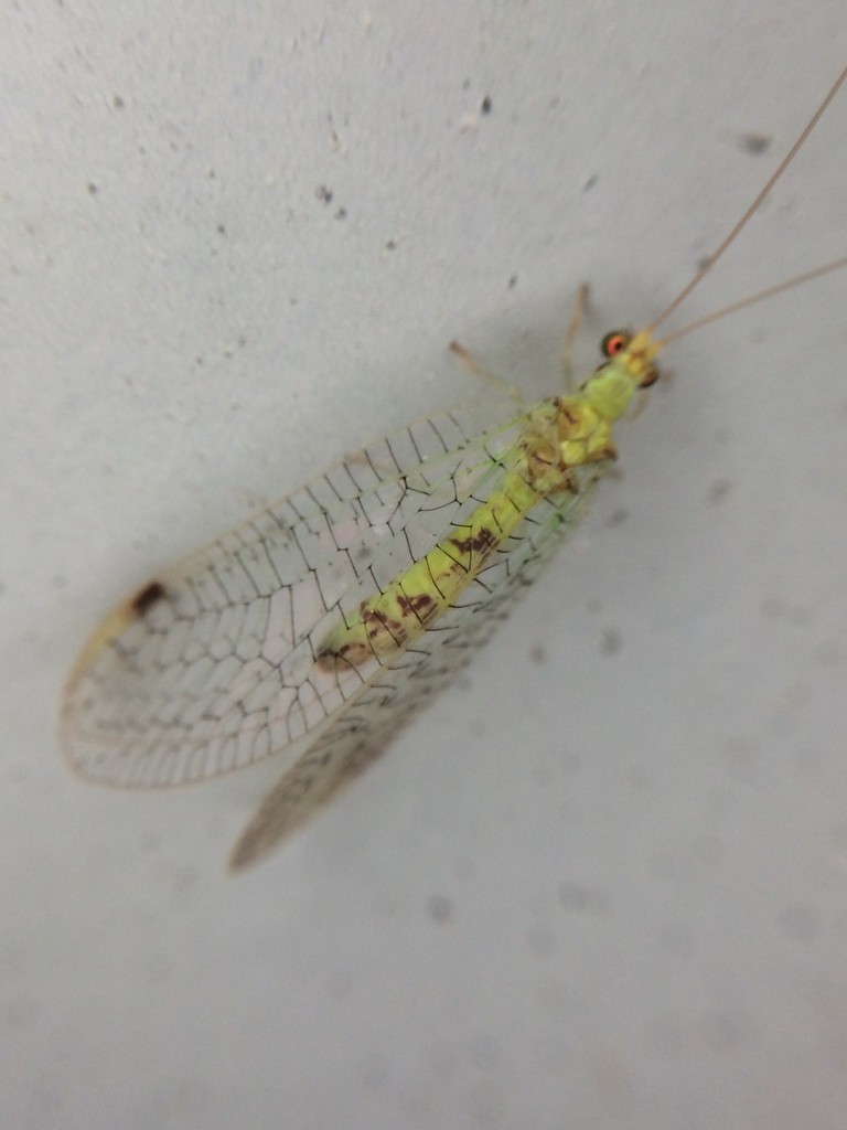Leucochrysa americana