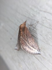 Phyprosopus callitrichoides