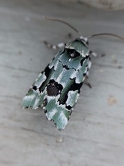 Emarginea percara