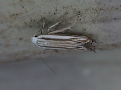 Polyhymno luteostrigella