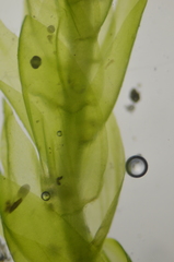 Hygrohypnella ochracea