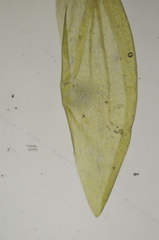 Hygrohypnella ochracea