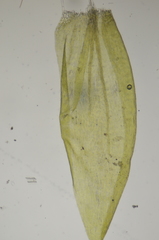 Hygrohypnella ochracea