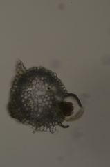 Hygrohypnella ochracea