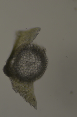 Hygrohypnella ochracea