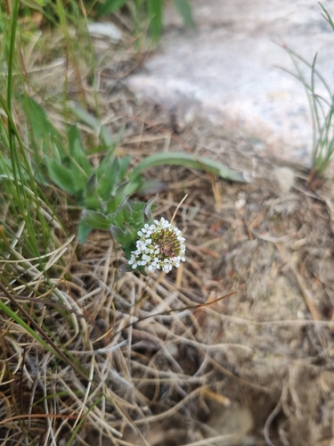 Lepidium heterophyllum observed 2026-06-14