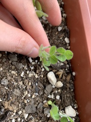 Trifolium incarnatum