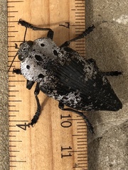 Capnodis miliaris