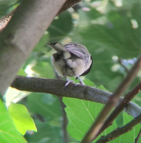 Great Tit