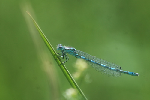 Southern Damselfly