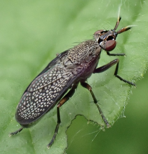 Sieve-winged Snailkiller, Graafland, Groot-Ammers, South Holland, NL, photo 9 of 10