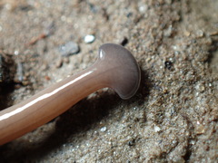 Bipalium hilgendorfi