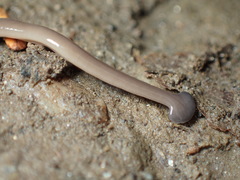 Bipalium hilgendorfi