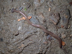 Bipalium hilgendorfi