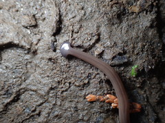 Bipalium hilgendorfi