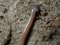 Bipalium hilgendorfi