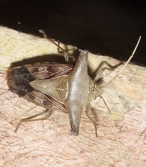 Edessa laticornis