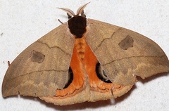 Automeris liberia