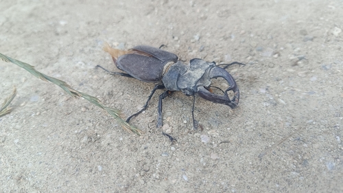 European Stag Beetle