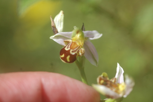 Bee Orchid