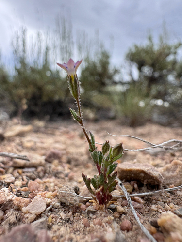 Gilia inconspicua, 2026-06-06