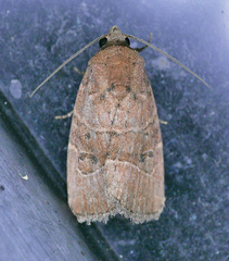 Elaphria fuscimacula