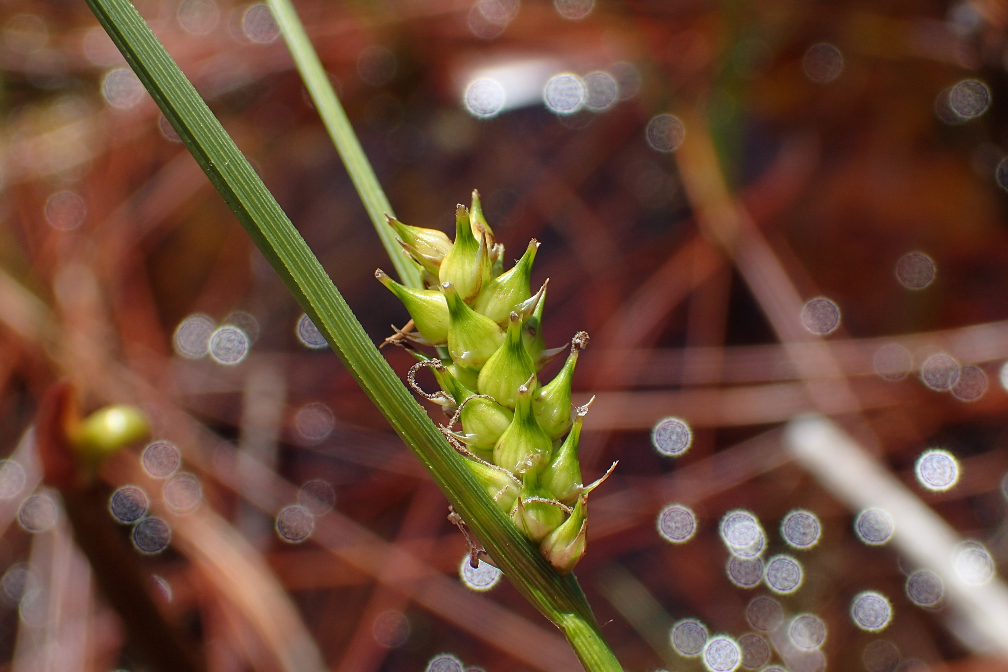 Carex striata