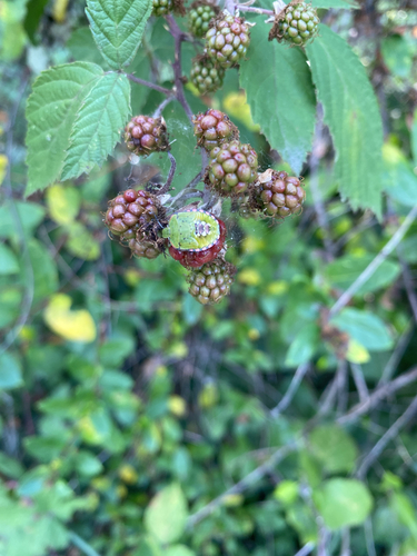 Southern Green Stink Bug