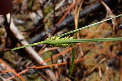 Carex striata