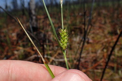 Carex striata