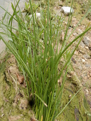 Juncus nodatus