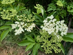 Sambucus nigra
