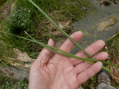 Juncus nodatus