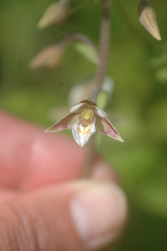Marsh Helleborine