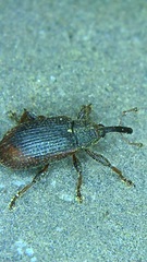 Bradybatus kellneri
