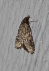 Steniodes declivalis