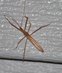 Doldina interjungens