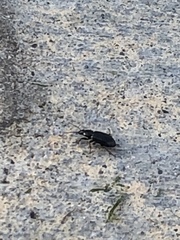 Platynina