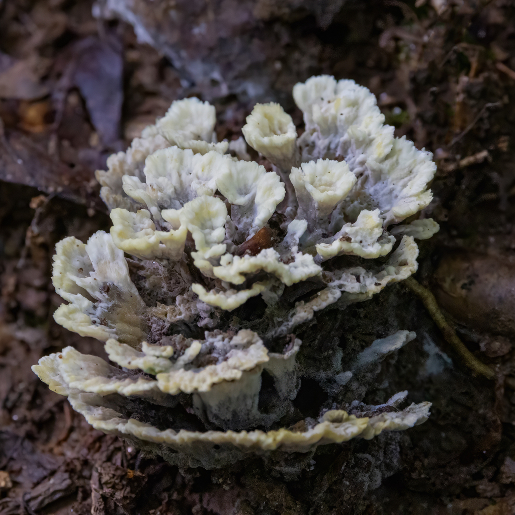 Thelephora vialis
