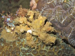 Camposcia retusa