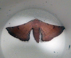 Oenochrominae