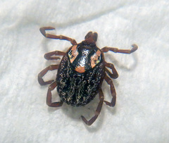 Amblyomma triguttatum