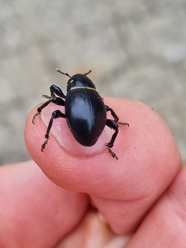 Liparus coronatus